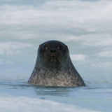Ringed Seal Pup (Phoca Hispida) About 2 Months Old