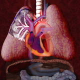 Human Cardiovascular System Illustration