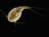 Summer Tadpole Shrimp (Triops Longicaudatus)