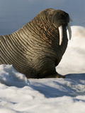 Walrus (Odobenus Rosmarus) Resting on Ice