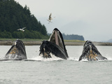 Humpback Whale Bubblenet Feeding 
