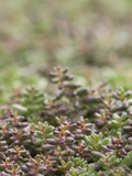 Green Roof Composed of Drought Resistant Sedum Plants Improves Appearance  Insulation  Biodiversity