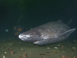 Greenland Shark (Somniosus Microcephalus)  Baie Comeau  Saint Lawrence Estuary  Quebec