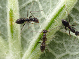 Crazy Ants (Paratrechina Longicornis) Feeding from an Extrafloral Nectary  Isla Contadora  Panama