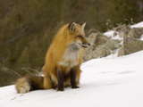 Red Fox (Vulpes Vulpes) Sitting on Snow  USA