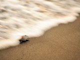 An Olive Ridley Sea Turtle Hatchling (Lepidochelys Olivacea) on its Way to the Sea