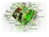 Illustration of a Generalized Plant Cell with Labels