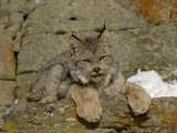 Canadian Lynx (Lynx Canadensis) Sitting on a Snowy Rock  USA