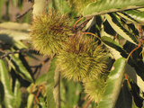 Chestnuts (Castanea) Growing on a Tree