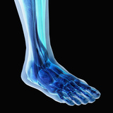 Human Ankle Showing Bones and Muscles