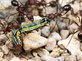 Harvester Ants Dragging a Caterpillar (Aphaenogaster Albisetosa)
