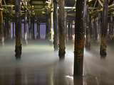 The Underside of a Pier Showing the Pilings with Various Marine Invertebrates