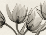 X-Ray of Tulip Flowers