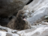 Waved Albatross Chick on Nest with Open Bill (Diomedea Irrorata)  Galapagos Islands