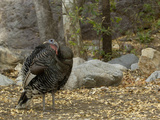 Wild Turkey (Meleagris Gallopavo)  Arizona  USA