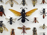 Wasp Collection