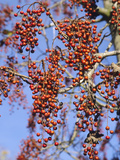 Wonder Tree (Idesia Polycarpa)  a Deciduous 20 M Tree with Red Berries