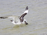 Swallow-Tailed Gull with Fish Prey (Creagrus Furcatus)  Darwin Bay  Galapagos Islands