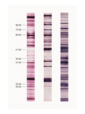 Western Blot Test Illustration