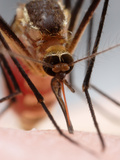 Eastern Treehole Mosquito (Aedes Triseriatus) Takes a Blood Meal