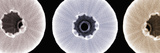 X-Ray of Sea Urchin Skeletons or Tests