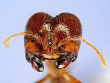 Head of a Fire Ant (Solenopsis Geminata) Showing its Compound Eyes  Antennae  and Mouthparts