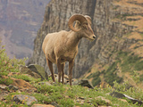 Bighorn Ram  Glacier National Park  Montana  USA