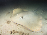 Pointed-Nose Stingray at Night (Himantura Jenkinsii)  Exmouth  Western Australia  Indian Ocean
