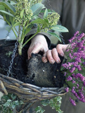 Gardener Preparing a Hanging Basket with Heather and Skimmia Flowers