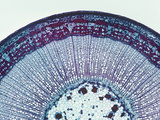 Cross-Section of a One-Year Basswood or Linden Stem (Tilia)  LM X10