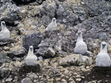Shy Albatross (Diomedea Cauta) Chicks in Nests  Albatross Island  Tasmania  Australia