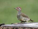 Nubian Woodpecker (Campethera Nubica)  Kenya