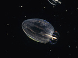 Comb Jelly Feeding on Another Comb Jelly (Beroe Cucumis)  California  USA
