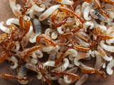 The Brood Nest of Dracula Ants (Adetomyrma) Showing Larvae of Varying Ages  Captive Colony