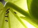 Crazt Ant (Paratrechina Longicornis)