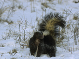 Striped Skunk (Mephitis Mephitis) with Tail Raised in Snow  USA