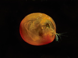 Giant Ostracod (Gigantocypris Agassizii)  Pacific Ocean