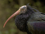 Northern Bald Ibis or Waldrapp (Geronticus Eremita) an Endangered Species  Captive