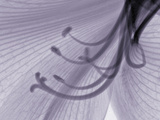 X-Ray of Amaryllis Flower Parts