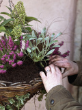 Gardener Preparing a Hanging Basket with Heather and Skimmia Flowers