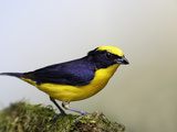 Thick-Billed Euphonia (Euphonia Laniirostris)  Los Bancos  Ecuador