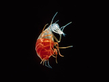 Hyperiid Amphipod  Crustacea  Class Malacostraca  Pacific Ocean