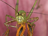 Katydid Feeding on Pollen  Order Orthoptera  Family Tettigoniidae  New Hampshire  USA