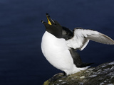Razorbill Flapping Wings (Alca Torda)  Iceland