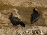 Bald Ibis or Waldrapp (Geronticus Eremita) an Endangered Species  Captive