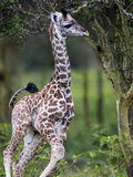 Three-Day Old Giraffe (Giraffa Camelopardalis) Running  Kenya  Africa