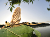 Long-Tailed Mayfly (Palingenia Longicauda)