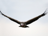 Nubian Vulture or Lappet-Faced Vulture in Flight (Torgos Tracheliotus)  Kenya
