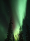 Aurora Borealis or Northern Lights  Alaska Range  Alaska  USA