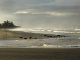 Black Vultures Waiting for Olive Ridley Sea Turtle Hatchlings to Emerge